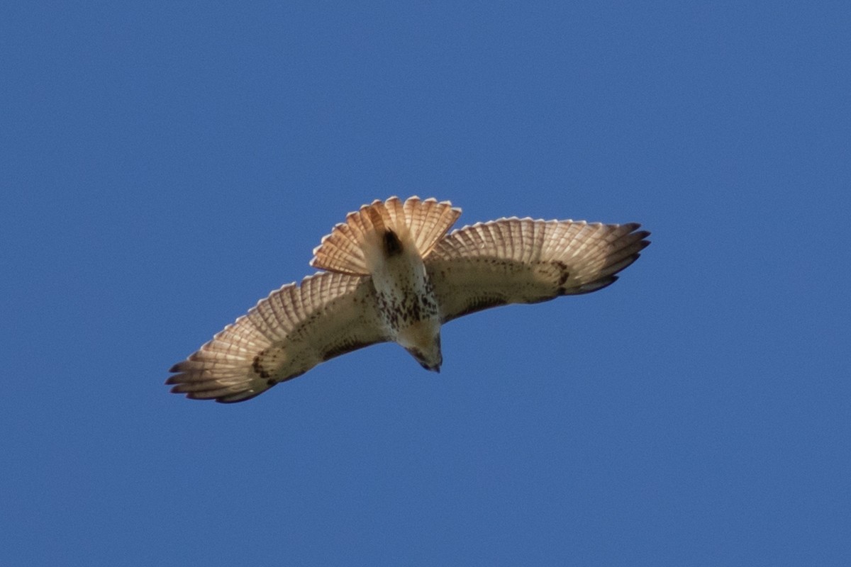 Red-tailed Hawk - ML268804661