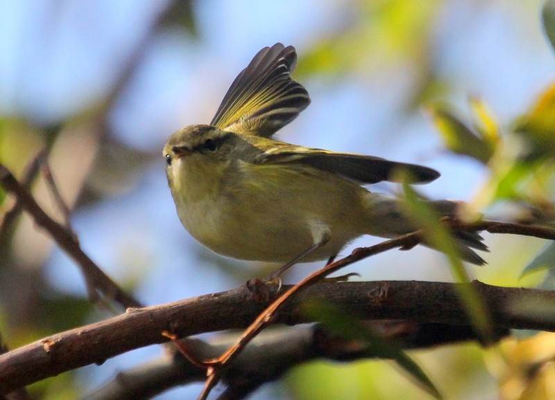 Yellow-browed Warbler - ML268808051
