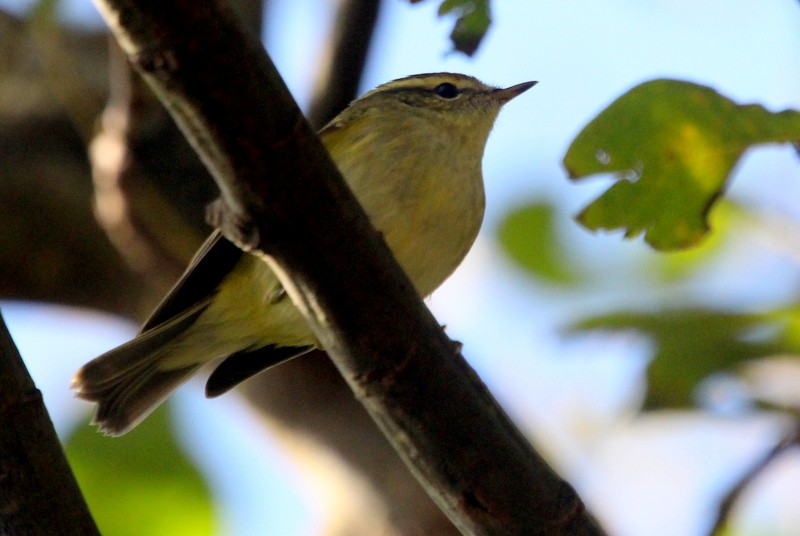 Yellow-browed Warbler - ML268808291
