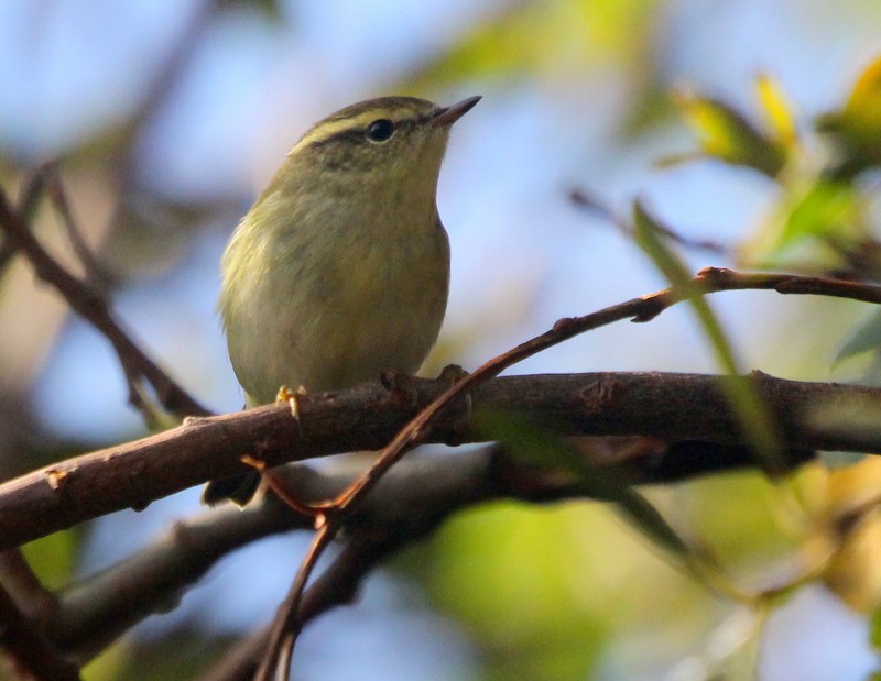 Yellow-browed Warbler - ML268808321