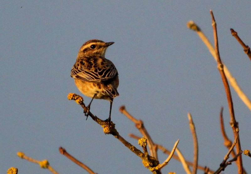 Whinchat - ML268808611