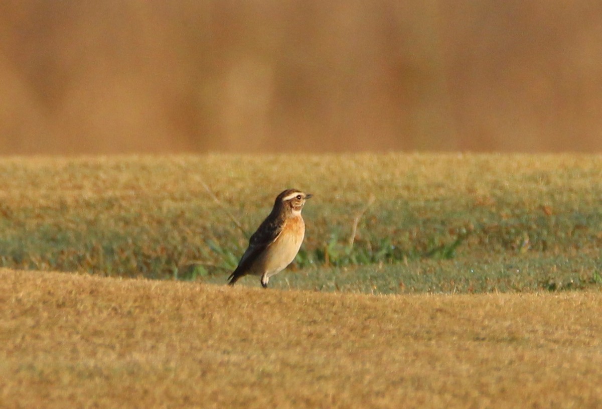 Whinchat - ML268813521