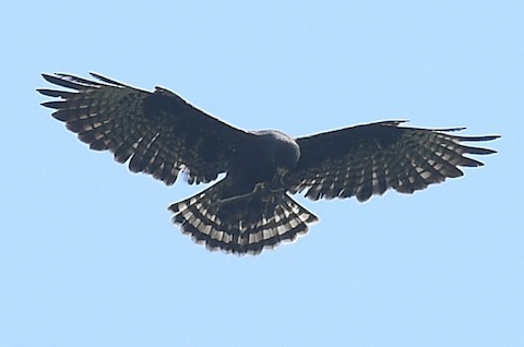 Short-tailed Hawk - Daniel Hinckley | samazul.com