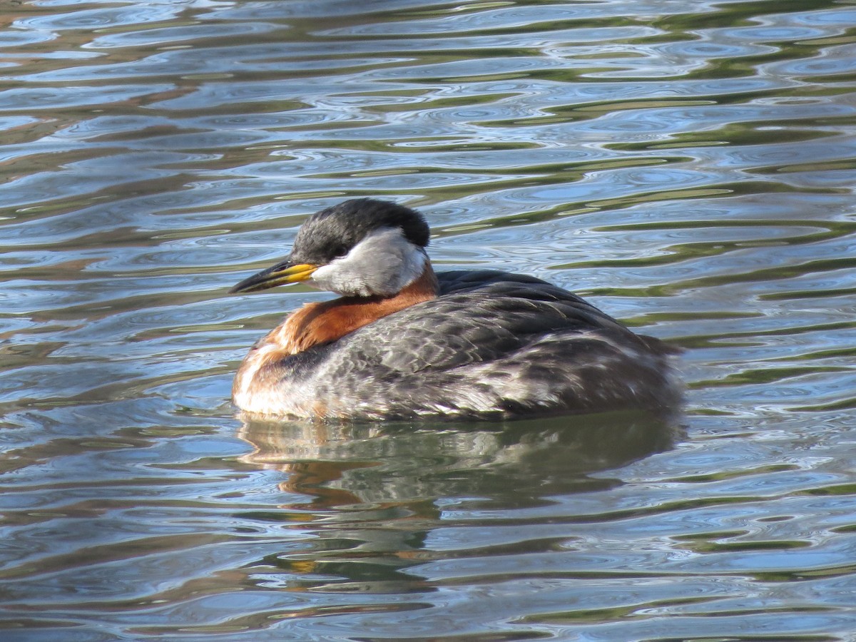 Red-necked Grebe - ML26881541