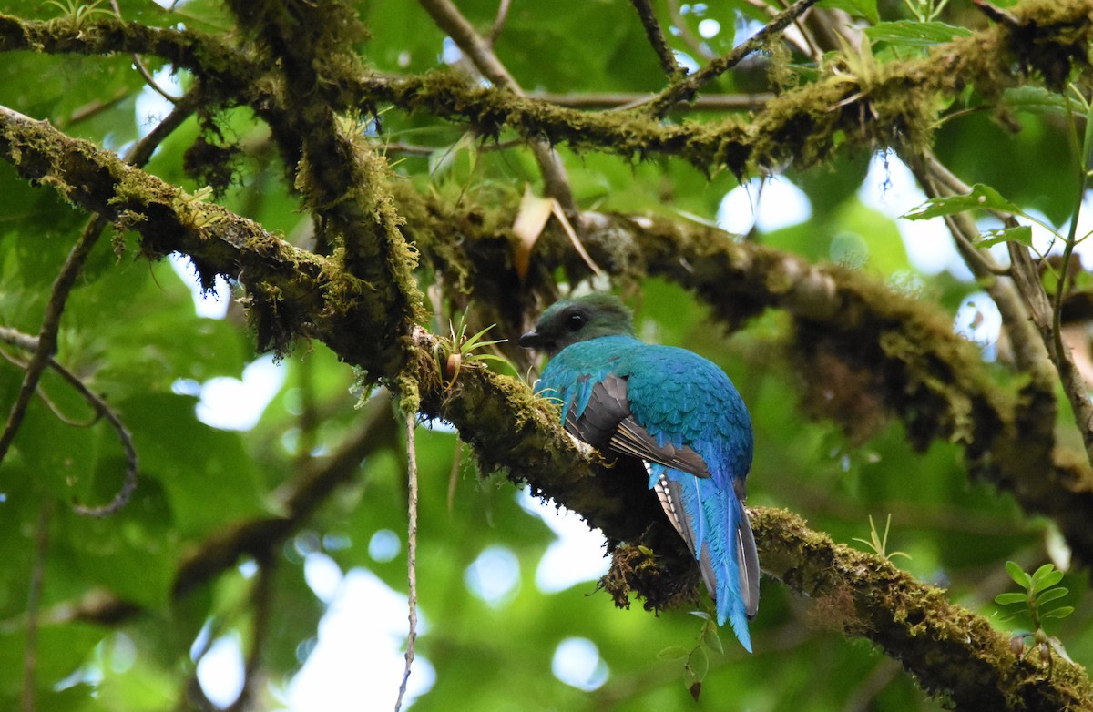 Resplendent Quetzal (Costa Rican) - Luke Berg