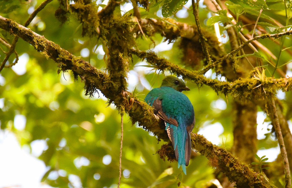 Quetzal resplendissant (costaricensis) - ML26881641