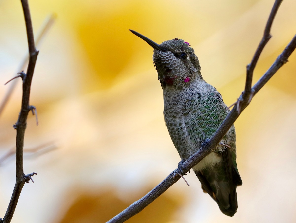 Anna's Hummingbird - Lynn Duncan