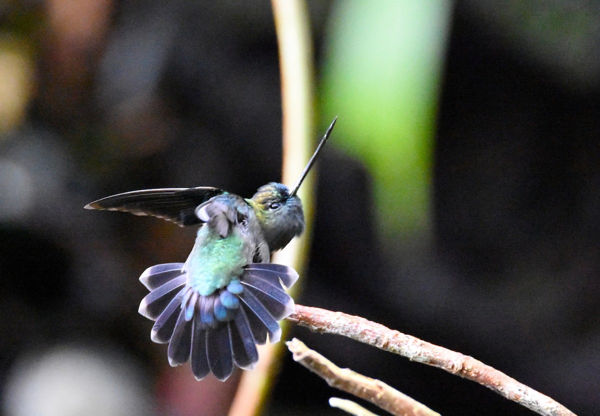 kolibřík zelenočelý - ML26881761