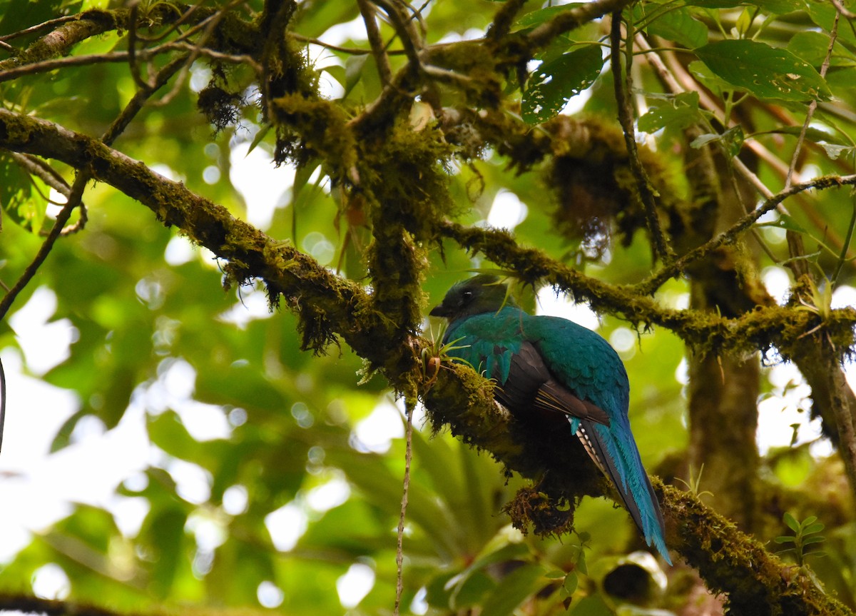 Quetzal (costaricensis) - ML26881771