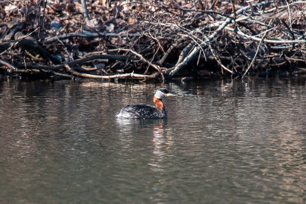 Red-necked Grebe - ML26882331