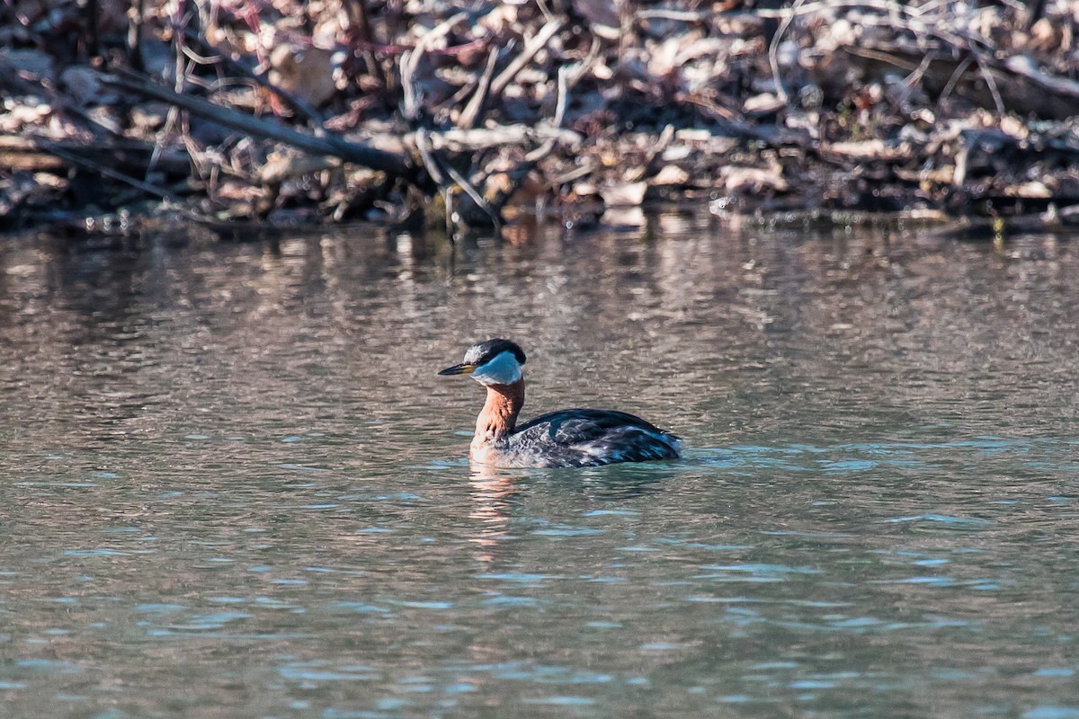 Red-necked Grebe - ML26882341