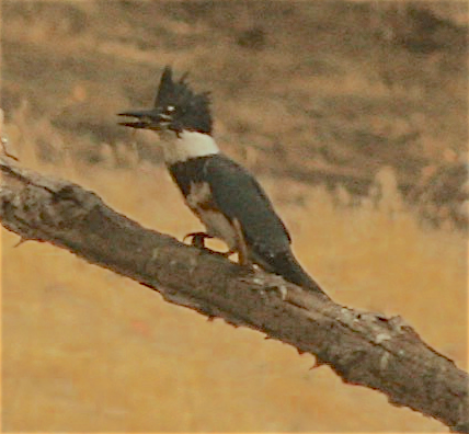 Belted Kingfisher - ML268826951