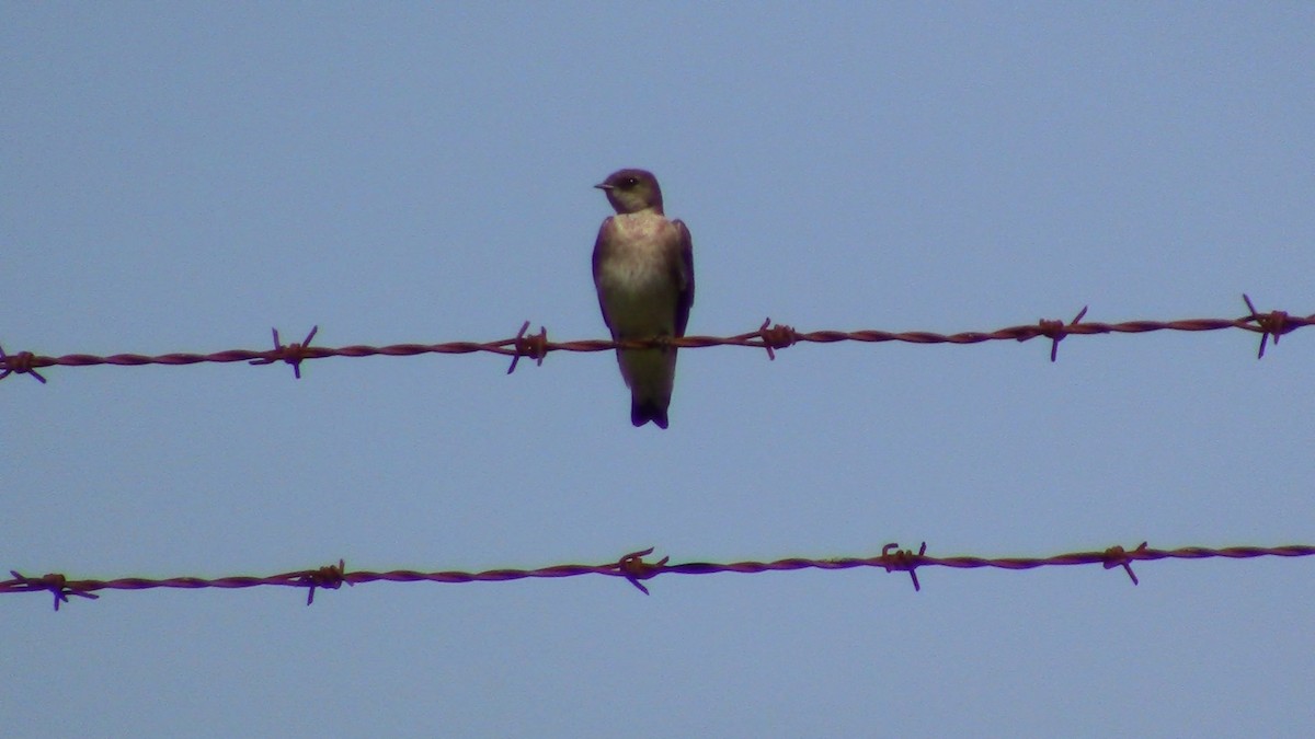 Northern Rough-winged Swallow - Jeffrey Harris