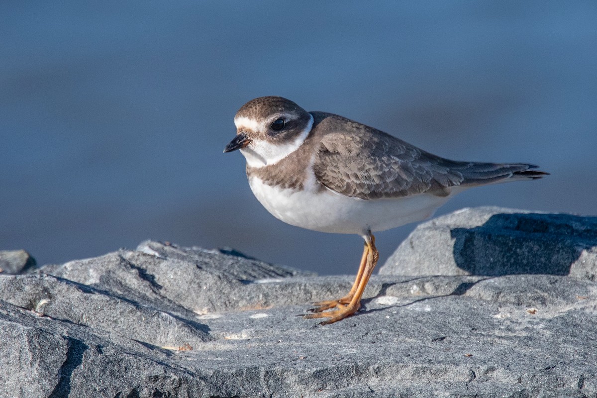Semipalmated Plover - Richard Stern