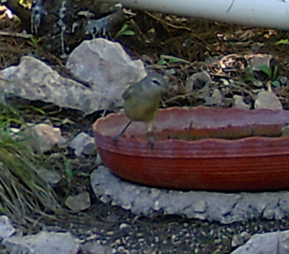 Orange-crowned Warbler - ML268837241