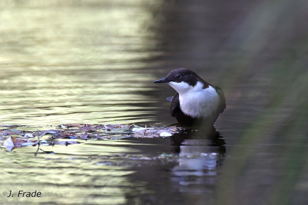 White-throated Dipper - José Frade