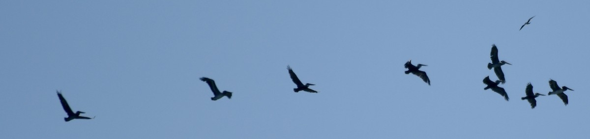 eBird Checklist - 6 Oct 2020 - Cape Henlopen Hawk Watch - 43 species