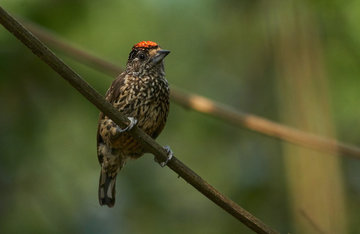 White-wedged Piculet - ML268846151