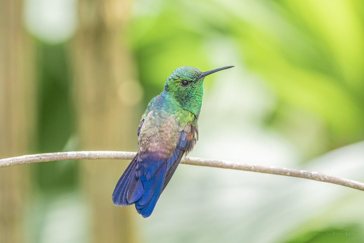 Blue-tailed Hummingbird - ML268849071