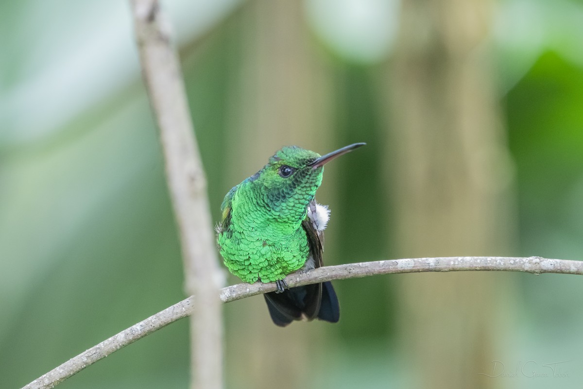 kolibřík středoamerický - ML268849081