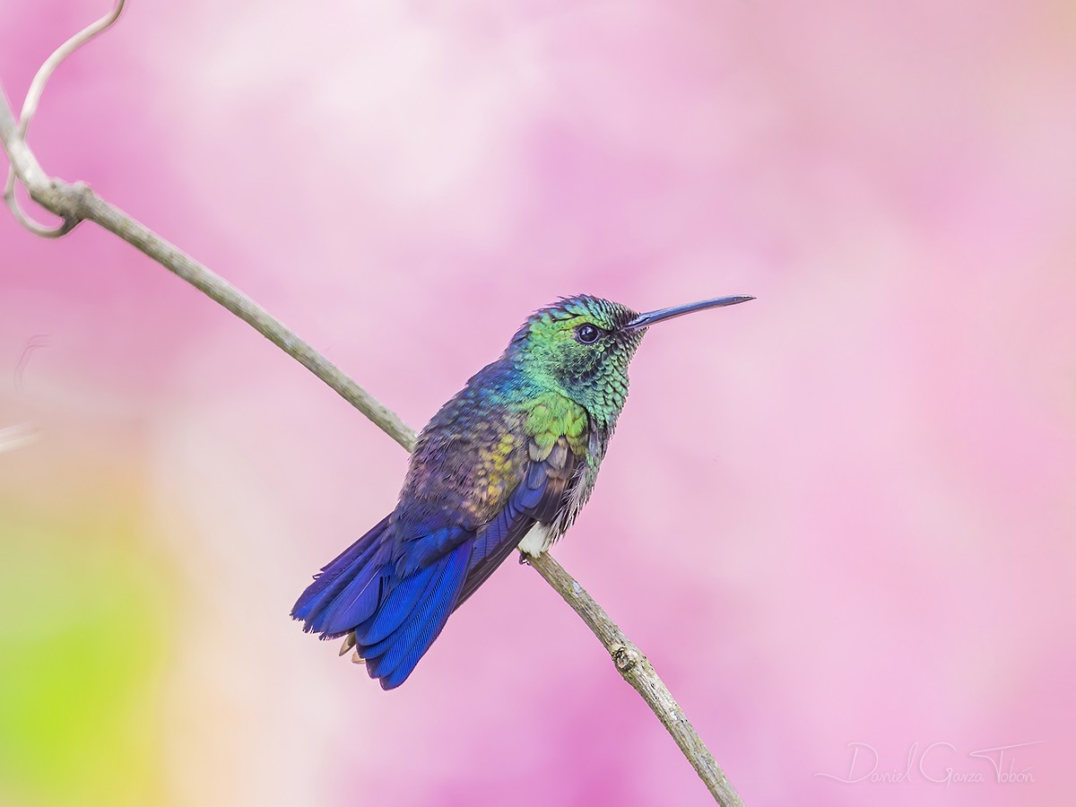Blue-tailed Hummingbird - ML268849091