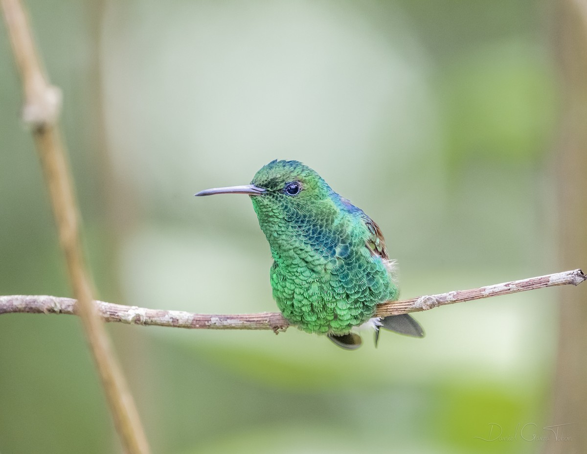 Blue-tailed Hummingbird - ML268849101