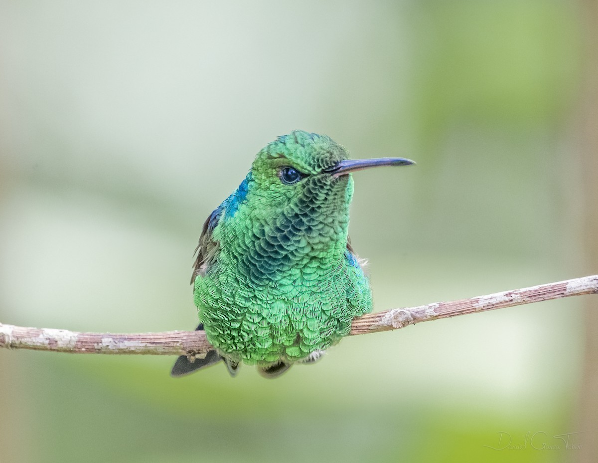 Blue-tailed Hummingbird - ML268849111