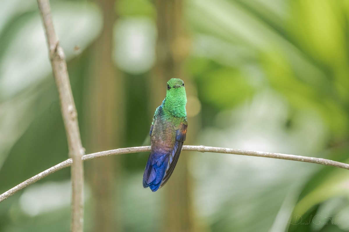 Blue-tailed Hummingbird - ML268849171