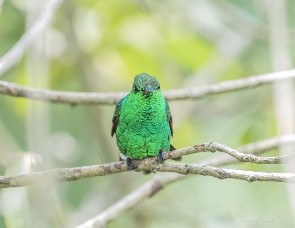 Blue-tailed Hummingbird - ML268849181