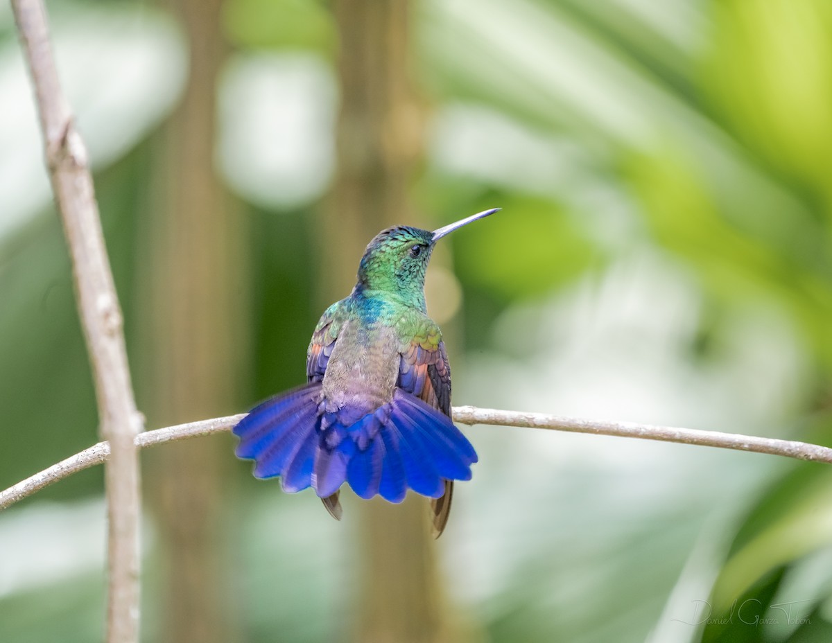 Blue-tailed Hummingbird - Daniel  Garza Tobón