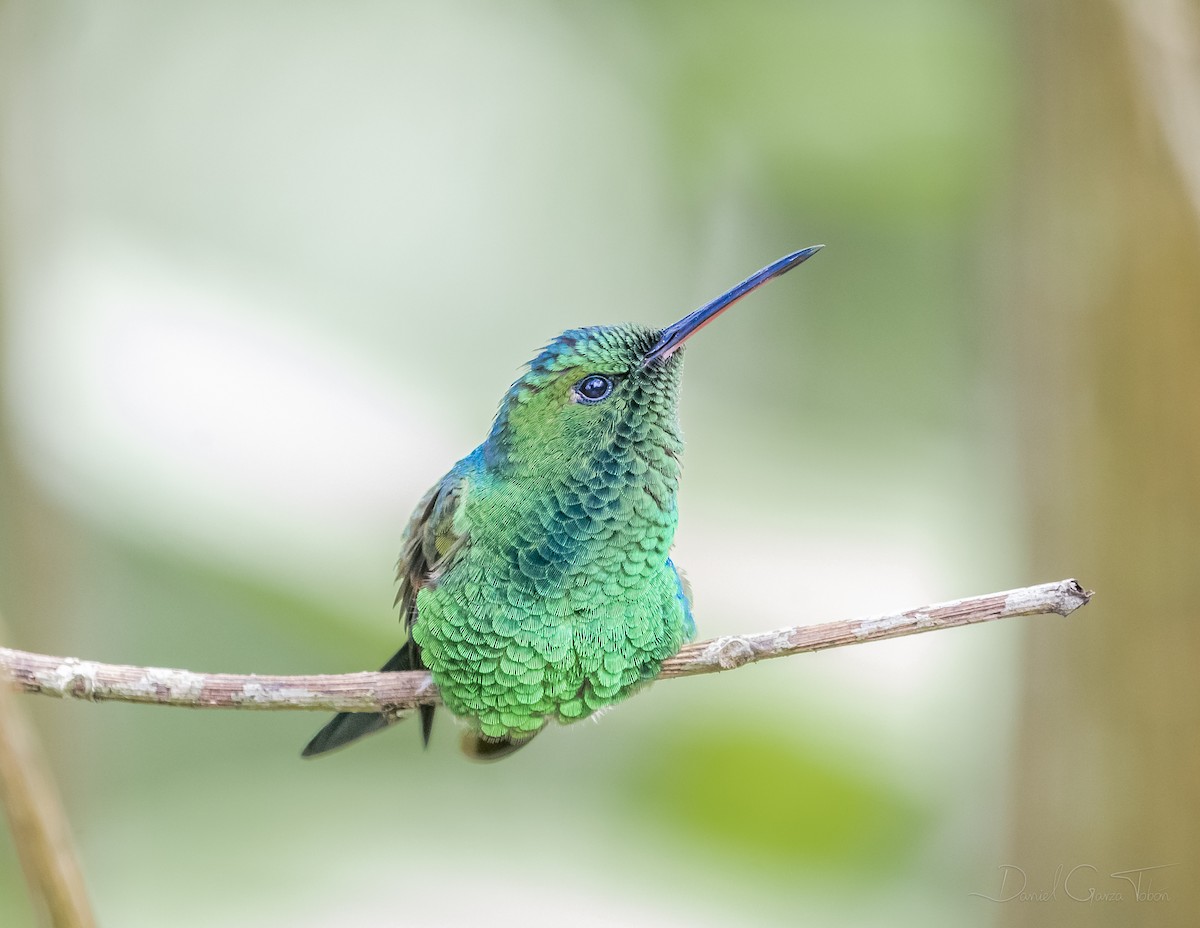 Blue-tailed Hummingbird - ML268849401