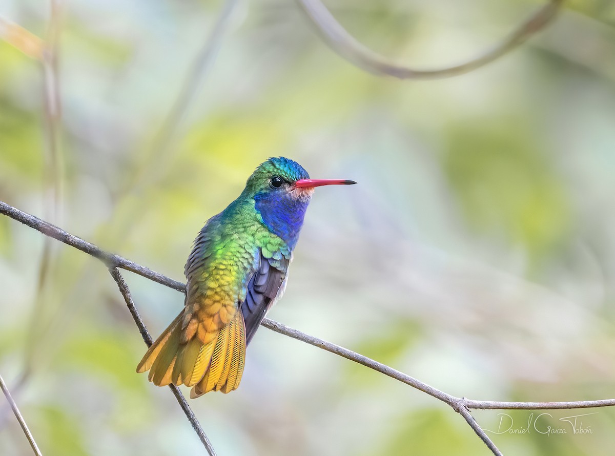 Blue-throated Goldentail - ML268851541
