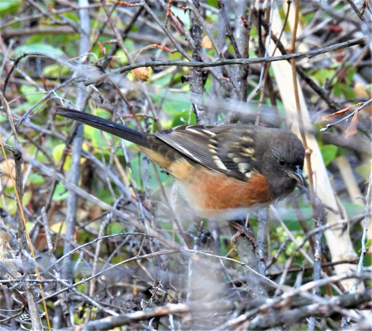 Spotted Towhee - ML268865731