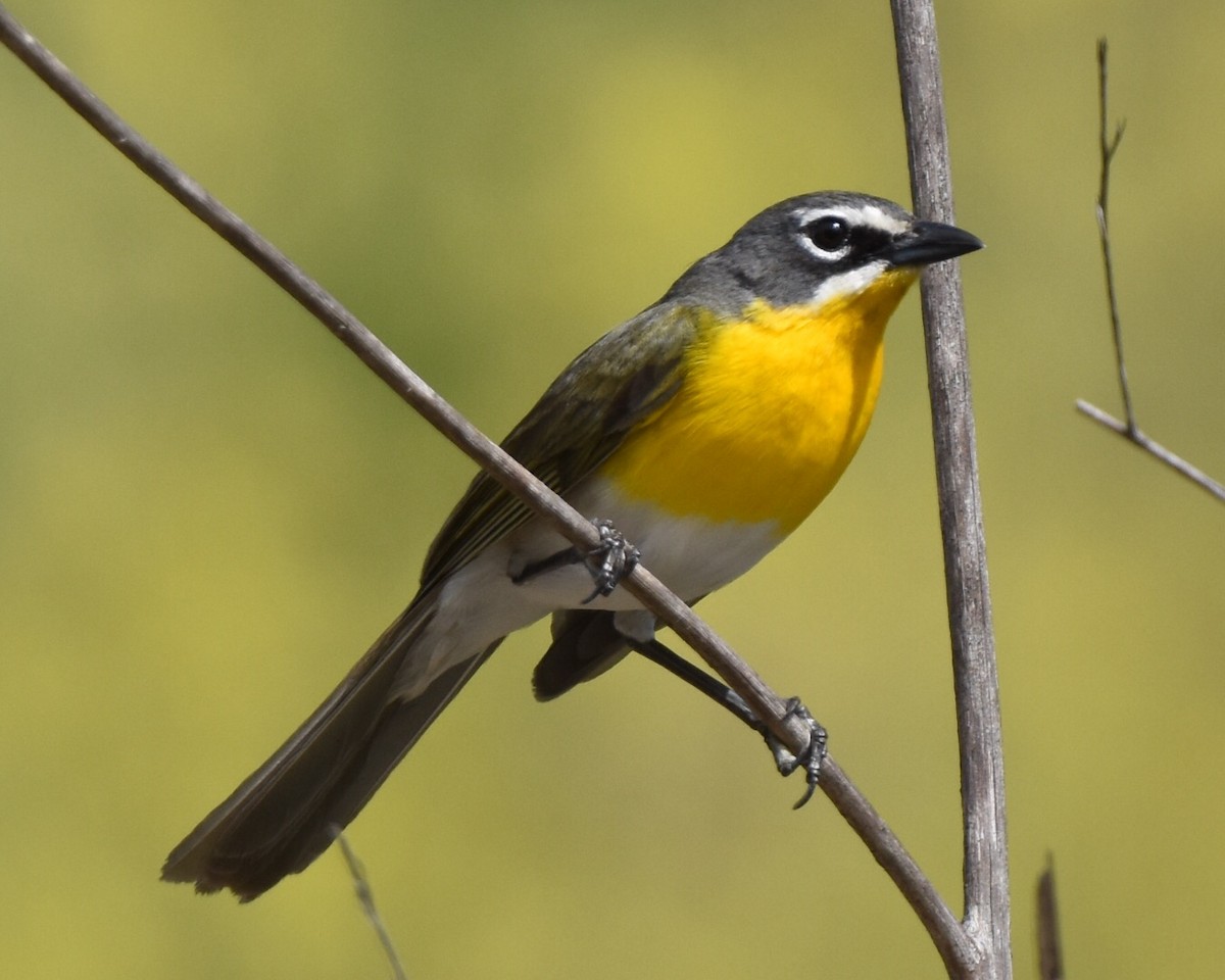 Yellow-breasted Chat - ML26887191
