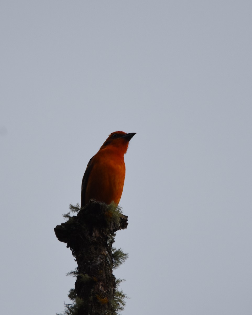 Flame-colored Tanager - ML26887951