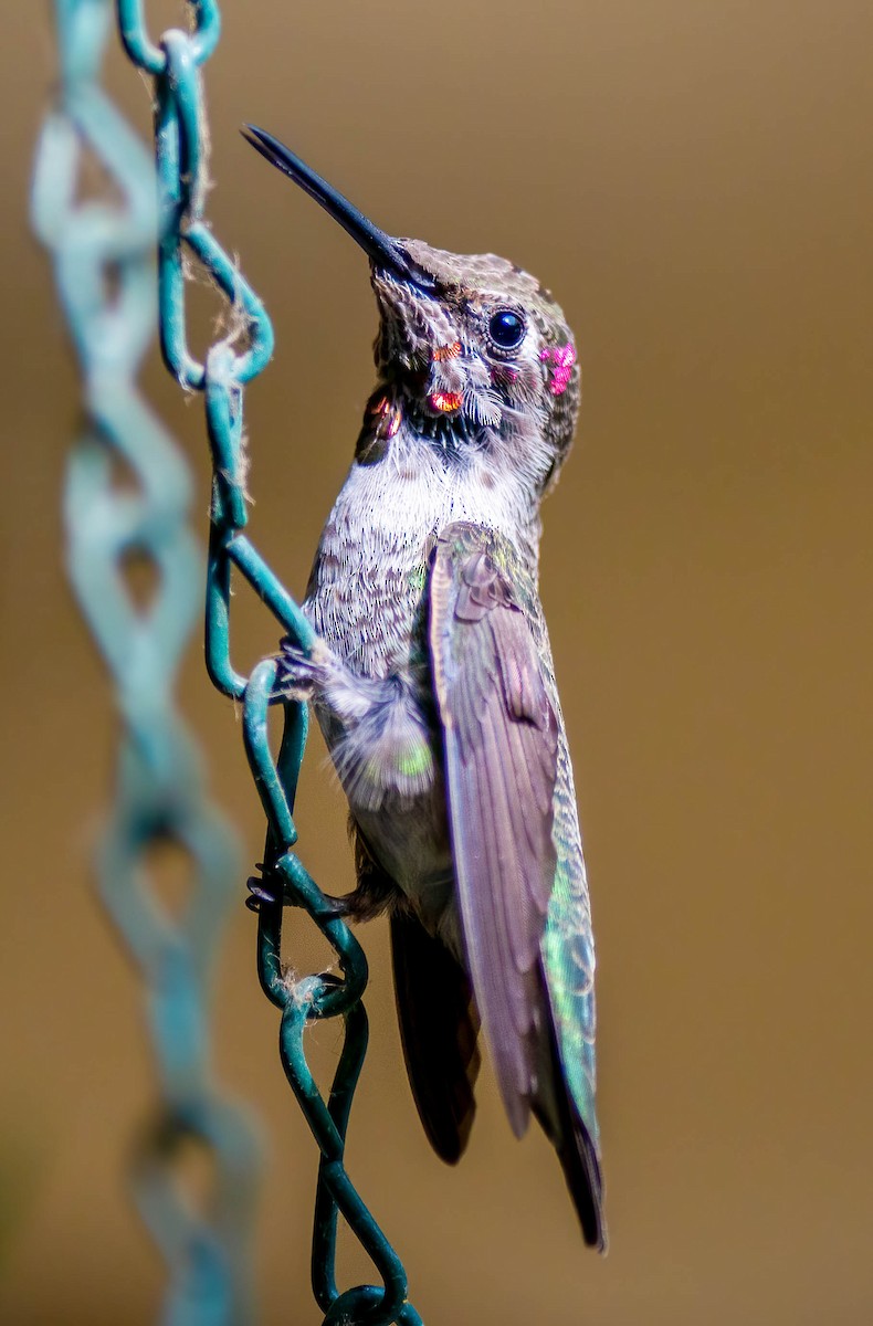 Anna's Hummingbird - ML268880601