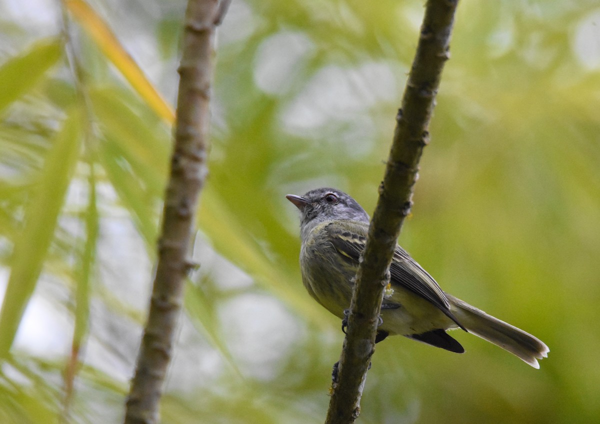 White-fronted Tyrannulet - ML26888101