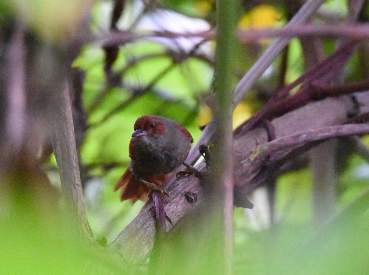 Red-faced Spinetail - ML26888161