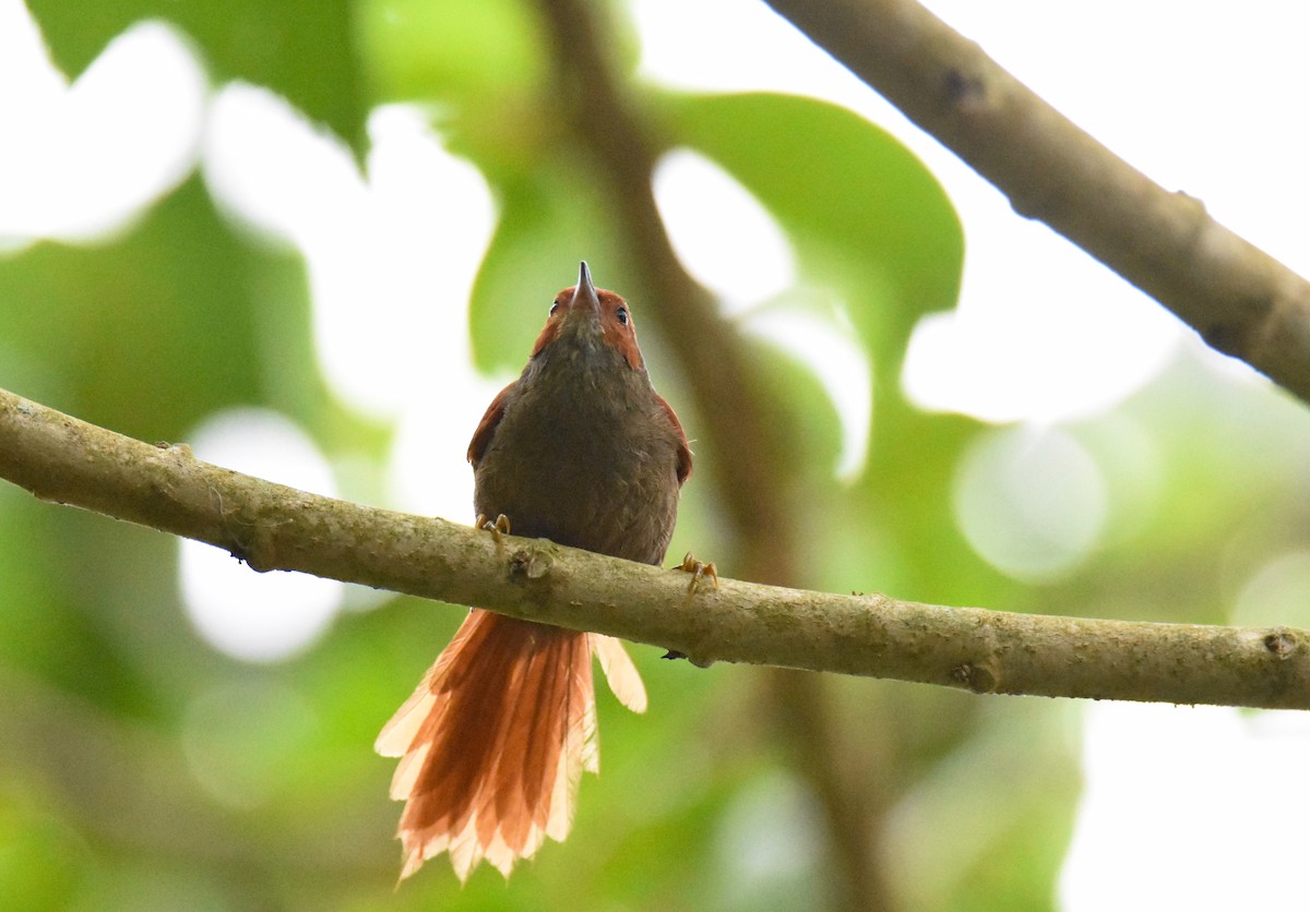 Red-faced Spinetail - ML26888261