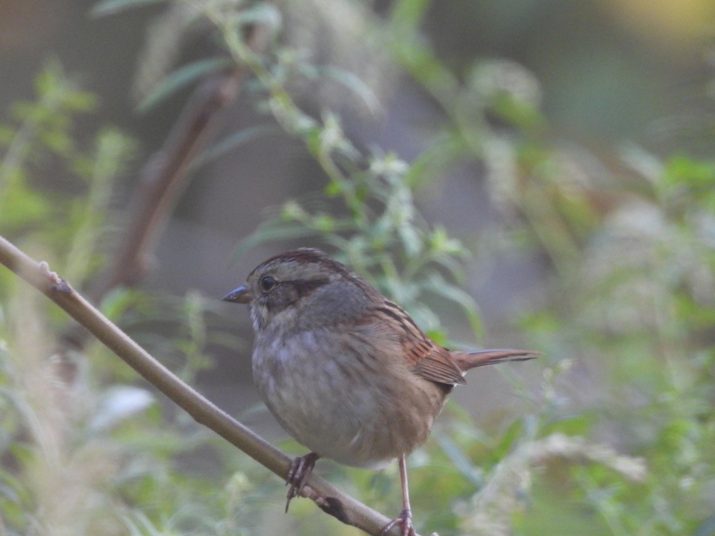 Swamp Sparrow - ML268883241