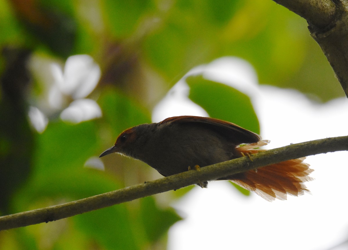 Red-faced Spinetail - ML26888331