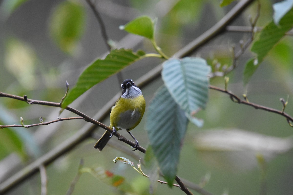 Sooty-capped Chlorospingus - ML26888561