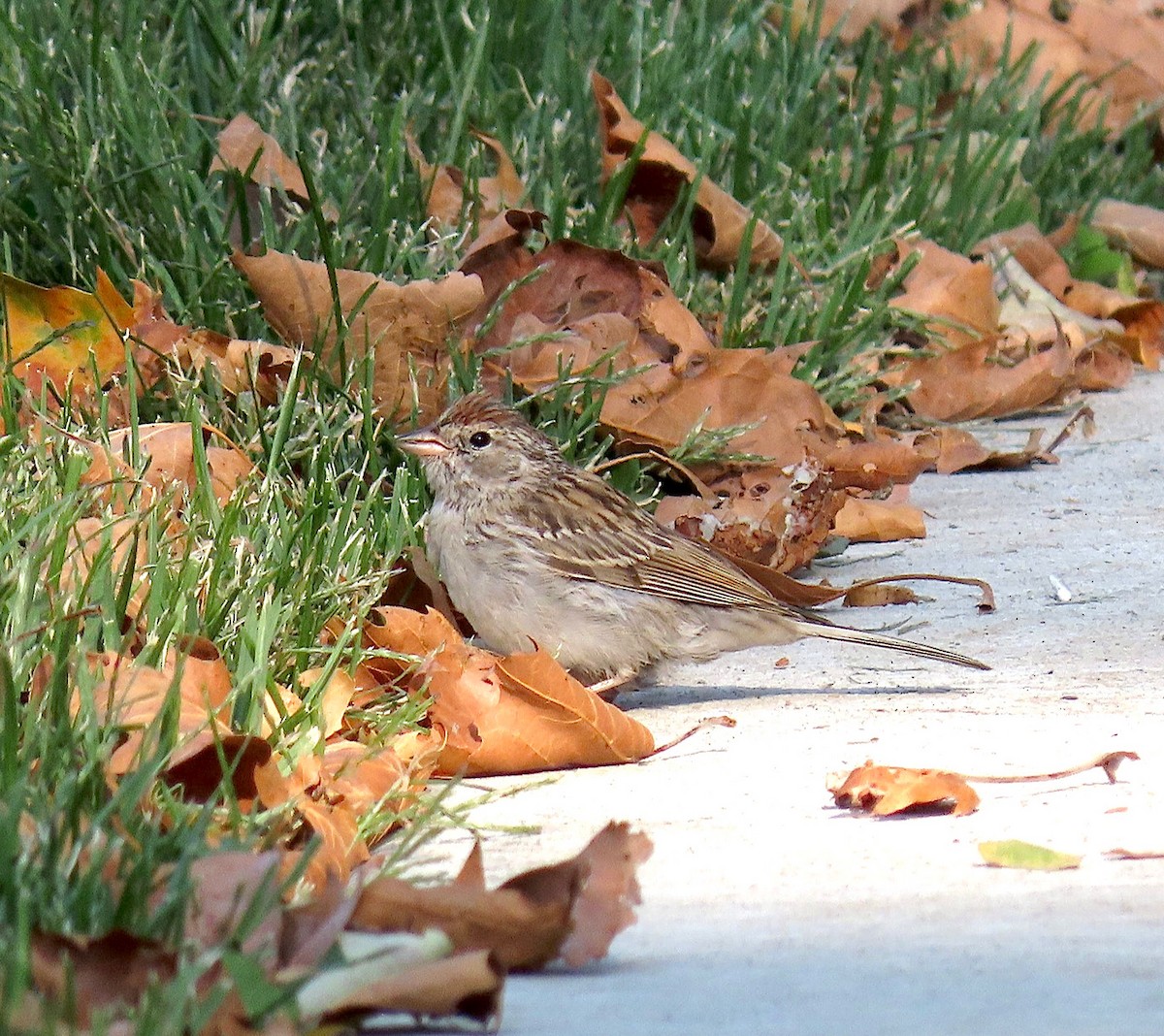 Chipping Sparrow - ML268888881