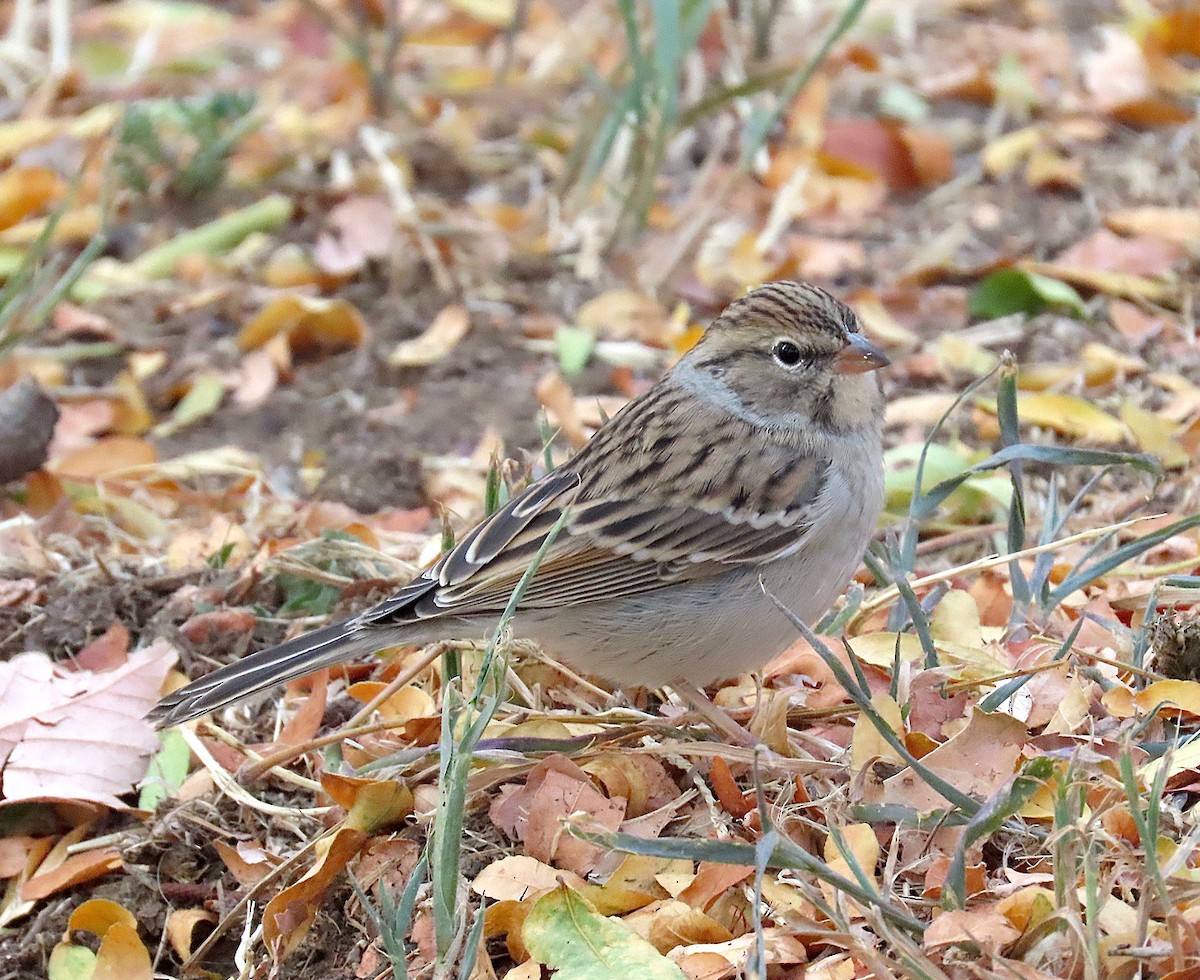 Chipping Sparrow - ML268889201