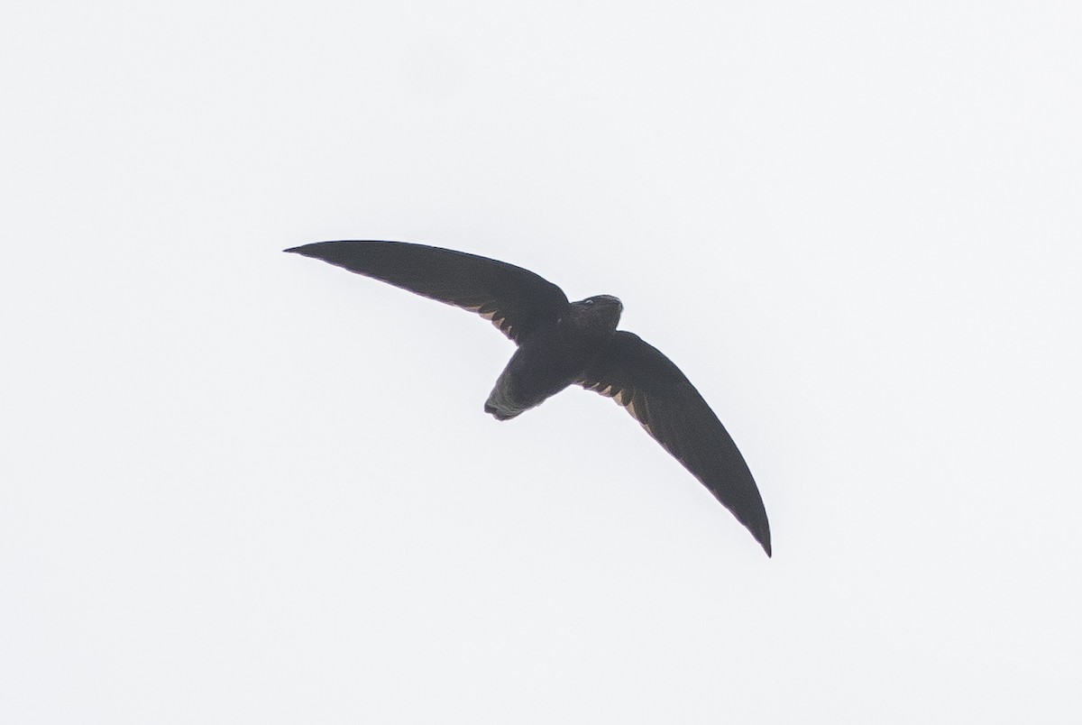 Short-tailed Swift - ML268894291