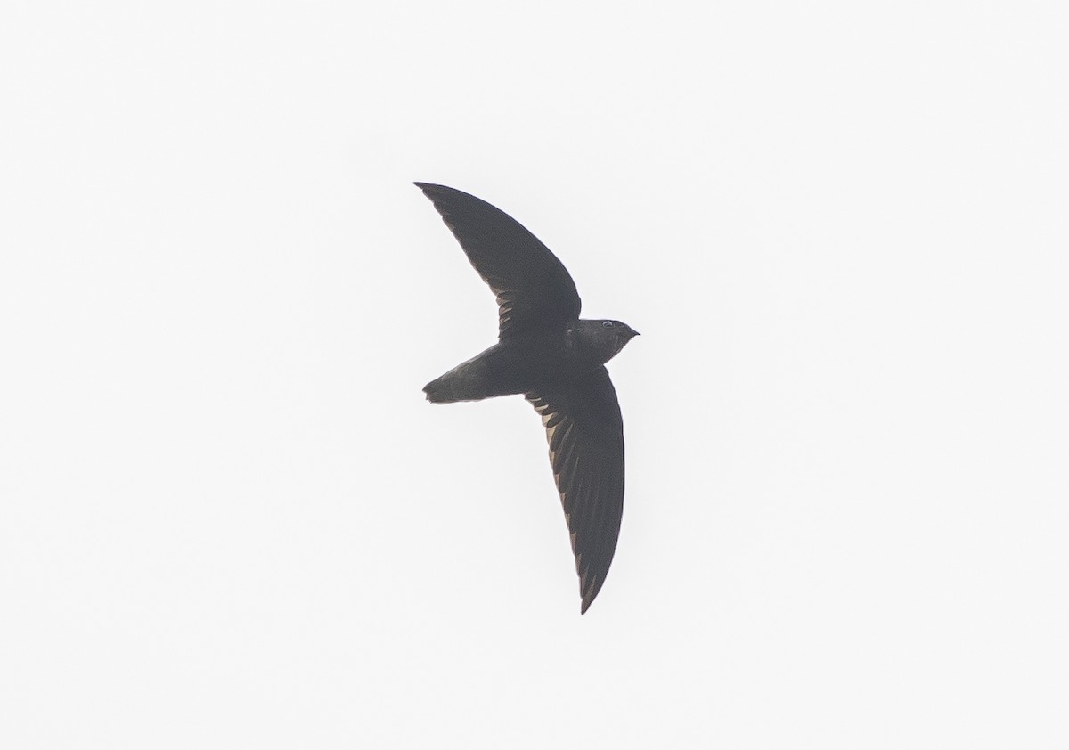 Short-tailed Swift - Manlio Cuevas L.