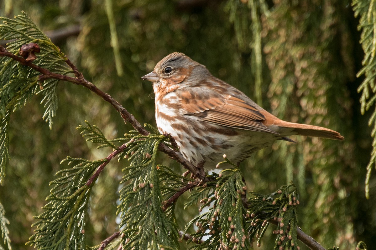 Fox Sparrow - Sue Barth