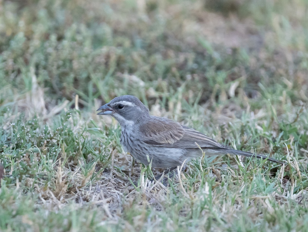 Black-throated Sparrow - Mary McSparen