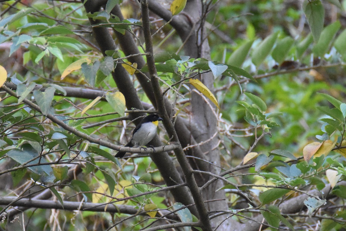 White-naped Brushfinch (Yellow-throated) - Luke Berg