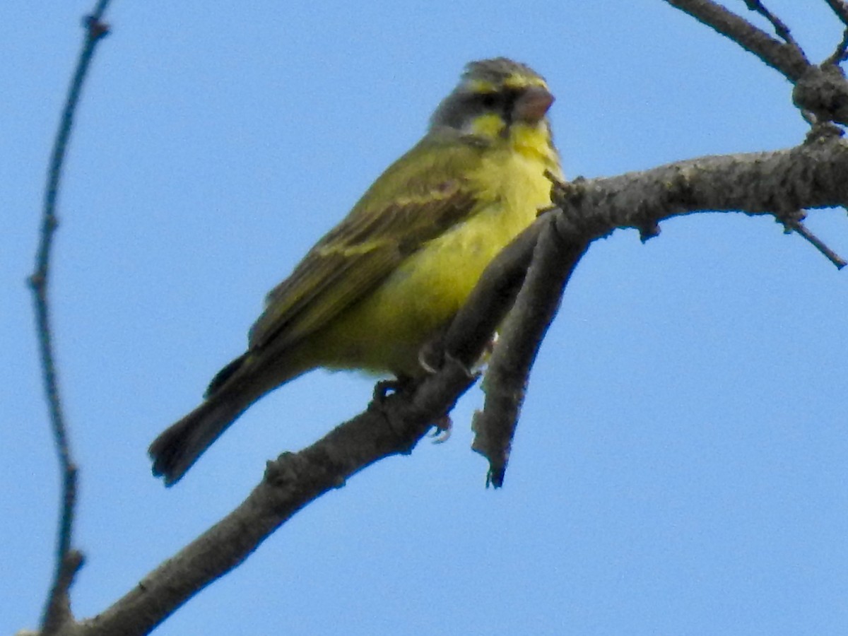Yellow-fronted Canary - ML268915041